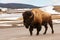 Bison Walking on a Road by a Frozen Yellowstone Lake in Spring