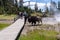 Bison walks across a tourist boardwalk path in the mud volcano area of Yellowstone National Park, as