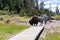 Bison walks across a tourist boardwalk path in the mud volcano area of Yellowstone National Park, as