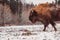 bison walks on the field at winter with the forest on the background