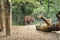 The bison walks on the paddock in the zoo