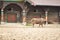 The bison walks on the paddock in the zoo