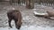 Bison walks under snowfall