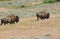 Bison Wandering Through A Sagebrush Prairie