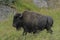 Bison wanders along a trail beside a major highway in Yellowstone.