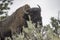 Bison wanders along a trail beside a major highway in Yellowstone.