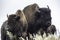 Bison wanders along a trail beside a major highway in Yellowstone.