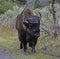 Bison wanders along a trail beside a major highway in Yellowstone.