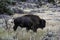 Bison wanders along a trail beside a major highway in Yellowstone.