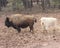 Bison and white bison