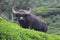 Bison wild animal - mammals in tea estate