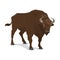 Bison wild mammal, hunting sport