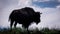 bison in the wild standing alone on a hill with clouds