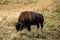 Bison wildlife in the nature of Yellowstone national park in Wyoming , United States of America