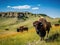 Bison in Wind Cave National South Dakota