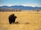 Bison in Winter Prairie, Rocky Mountain Landscape