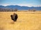 Bison in Winter Prairie, Rocky Mountain Landscape