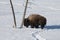 Bison in Winter scene in Yellowstone National Park