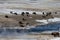 Bison in Winter scene in Yellowstone National Park