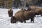 Bison, Winter, Yellowstone NP