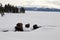 Bison, Winter, Yellowstone NP