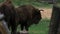 Bison through the wooden fence of the reserve