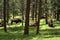 Bison in woods