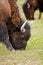 Bison in Yellowstone