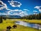 Bison at Yellowstone