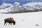 Bison in a Yellowstone landscape