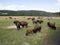 Bison in Yellowstone National Park