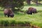 Bison in Yellowstone National Park grazing