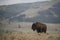 Bison in Yellowstone National Park during the summer mating season