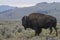 Bison in Yellowstone National Park during the summer mating season