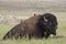 Bison in Yellowstone National Park during the summer mating season