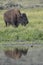 Bison in Yellowstone National Park during the summer mating season