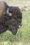 Bison in Yellowstone National Park during the summer mating season