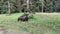 Bison at Yellowstone NP