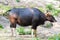 Bison in the zoo Thailand