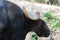 Bison in the zoo Thailand