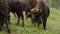 Bisons -aurochs- grazing in a meadow