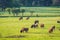 Bisons in Biologic reservation Monts d`Azur in Thorenc, France