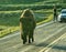 Bisons Buffalos in Yellowstone National Park, Wyoming and Montana. Northwest. Yellowstone is a summer wonderland