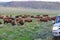 Bisons crossing road,Yellowstone