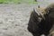 Bisons, demonstration farm, Wolin National Park, Miedzyzdroje