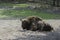 Bisons, demonstration farm, Wolin National Park, Miedzyzdroje