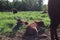Bisons family. European bison, Saint-Petersburg, Toksovo, bison was born in the reserve