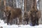 Bisons family in winter forest on sunny winter day