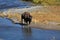 Bisons go on a watering place