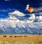 Bisons in Grand Teton National Park